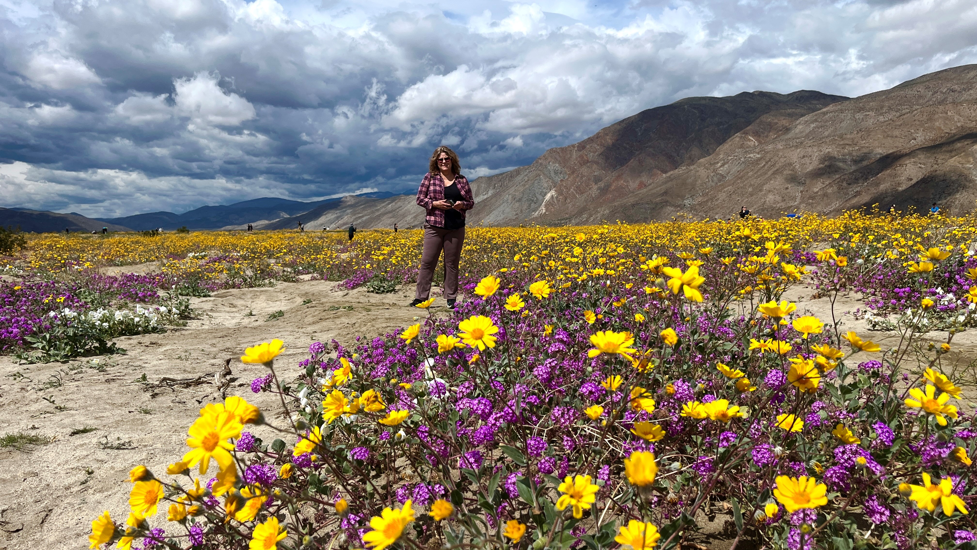 Borrego Springs Flower Fields
